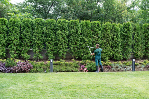 Tree and Shrub Care in Shorewood Forest, IN