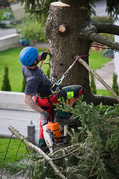 Leaf Removal Services in Shorewood Forest, IN