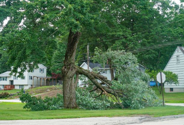 Best Lawn Dethatching Services  in Shorewood Forest, IN