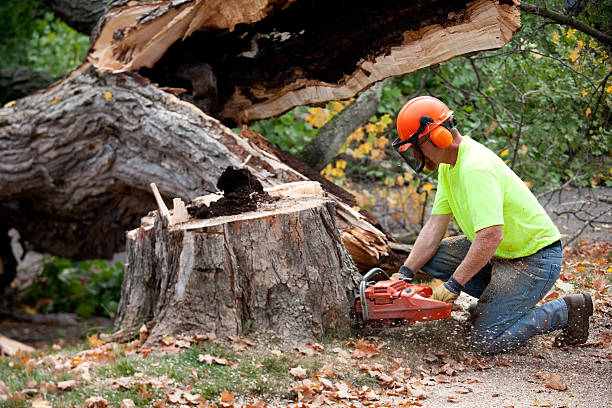 How Our Tree Care Process Works  in  Shorewood Forest, IN