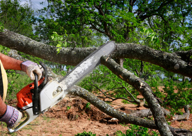 Best Utility Line Clearance  in Shorewood Forest, IN